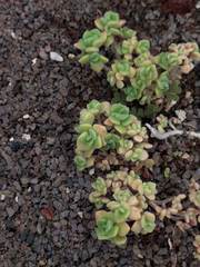Cotyledon tomentosa
