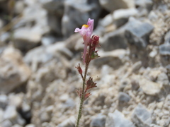 Linaria saturejoides