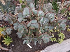 Crassula arborescens arborescens