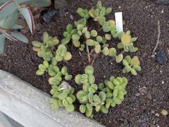 Cotyledon tomentosa