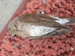 Cyanoptila cyanomelana