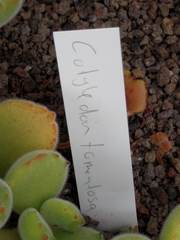Cotyledon tomentosa