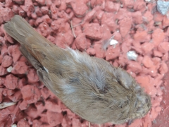 Cyanoptila cyanomelana