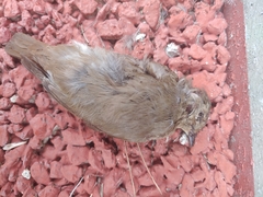 Cyanoptila cyanomelana