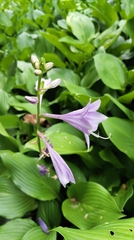 Hosta clausa