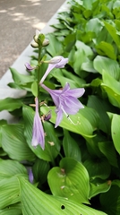 Hosta clausa