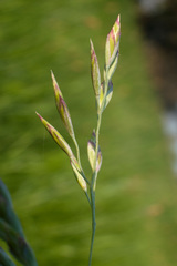 Poaceae