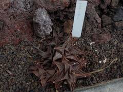 Haworthiopsis tessellata