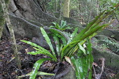 Thamnopteris