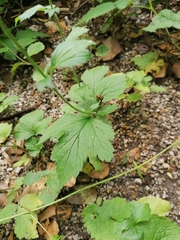 Geum urbanum