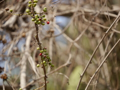 Asparagus racemosus