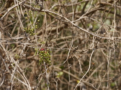 Asparagus racemosus