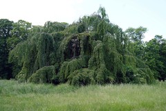 Morus nigra