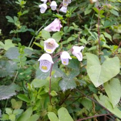 Creeping Inch Plant (Boea)