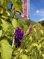 Vicia amoena