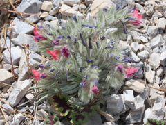 Echium albicans