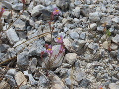 Linaria saturejoides