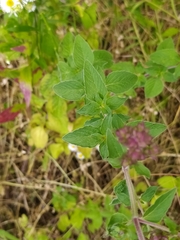 Origanum vulgare