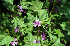 Malva sylvestris