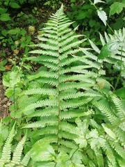 Dryopteris filix-mas