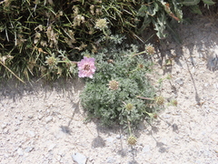 Lomelosia pulsatilloides