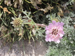 Lomelosia pulsatilloides