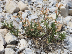 Asperula aristata scabra