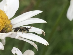Hylaeus dilatatus