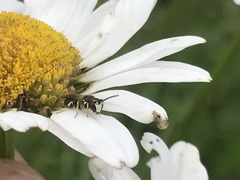 Hylaeus dilatatus