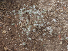 Arenaria armerina