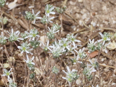 Arenaria armerina