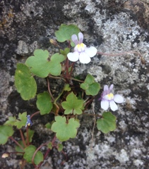 Cymbalaria muralis