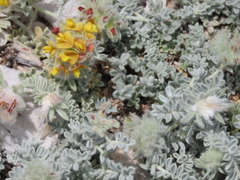 Anthyllis tejedensis