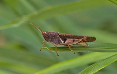 Diabolocatantops pinguis