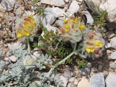 Anthyllis tejedensis