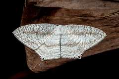 Acropteris ciniferaria