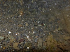Stiphodon atropurpureus