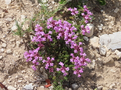 Thymus granatensis