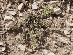 Reseda phyteuma