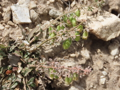 Reseda phyteuma