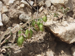 Reseda phyteuma