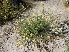 Perityle crassifolia robusta