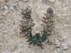 Aethionema saxatile ovalifolium