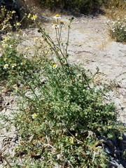 Perityle crassifolia robusta