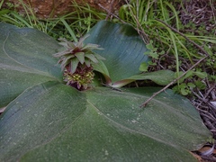 Eucomis regia