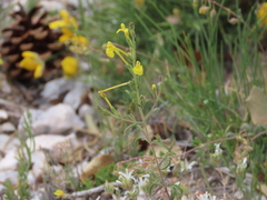 Odontites longiflorus