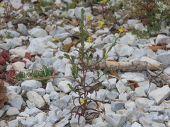 Odontites longiflorus