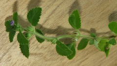 Stemodia verticillata