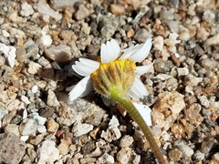 Perityle crassifolia robusta