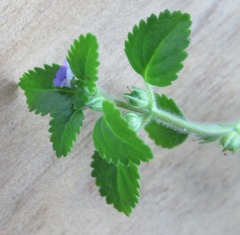 Stemodia verticillata